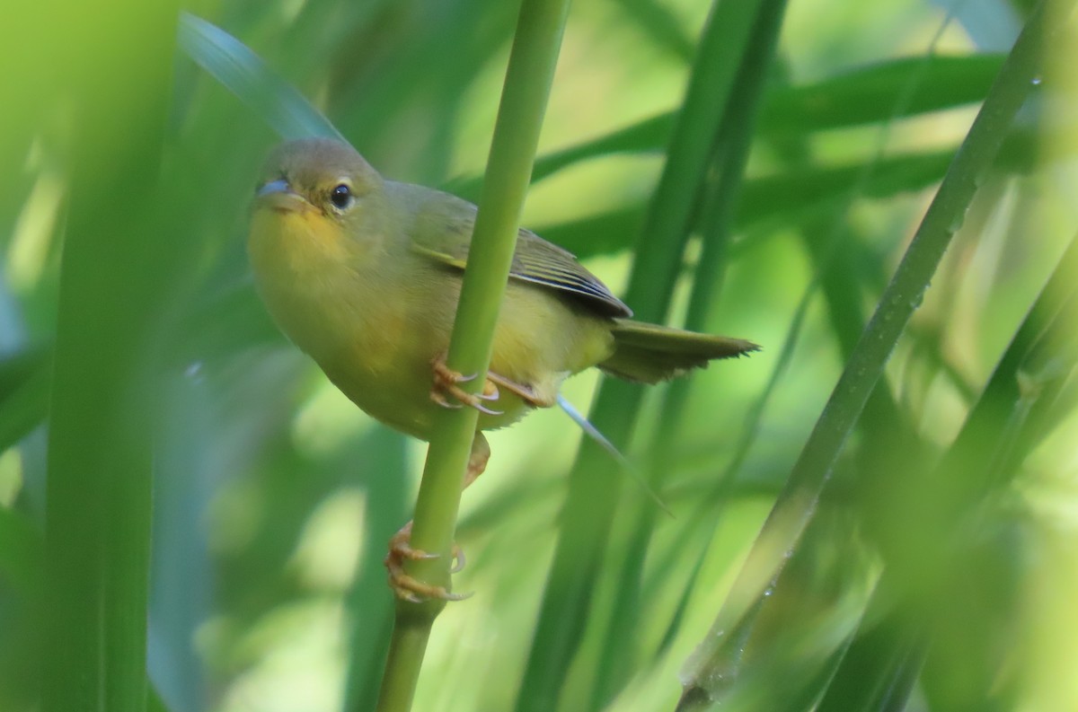 Masked Yellowthroat - ML643101480