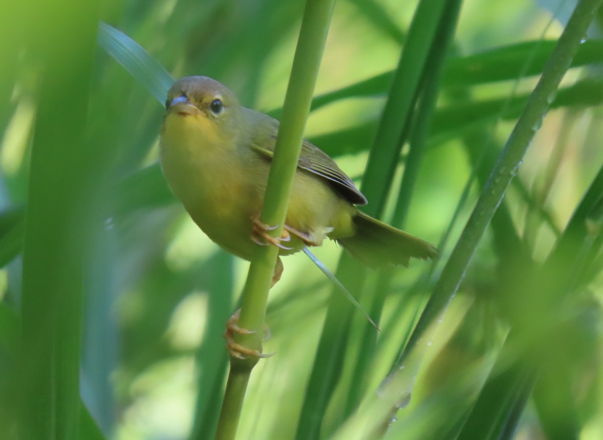 Masked Yellowthroat - ML643101481