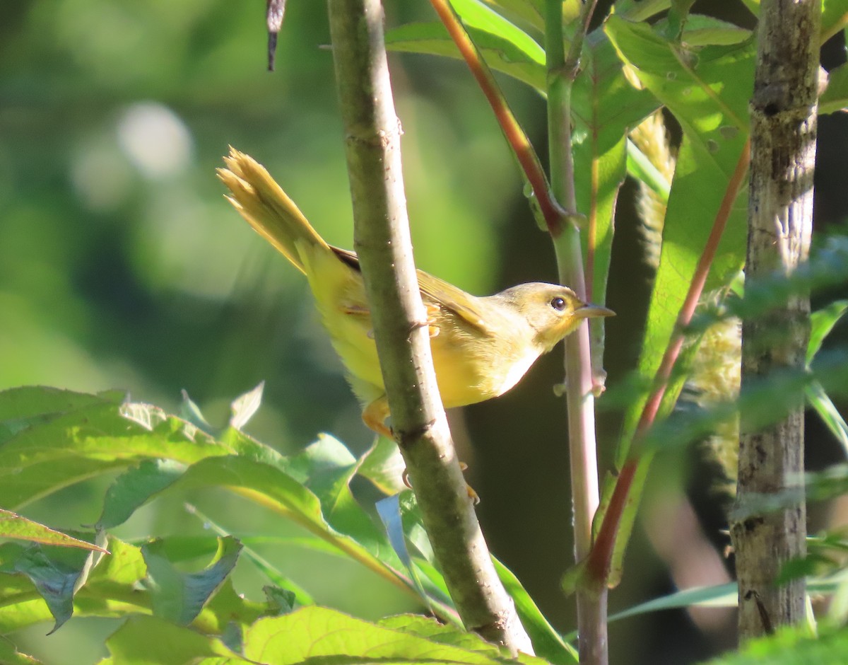 Masked Yellowthroat - ML643101482
