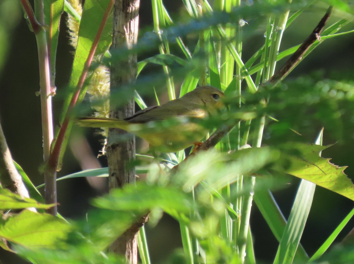 Masked Yellowthroat - ML643101483