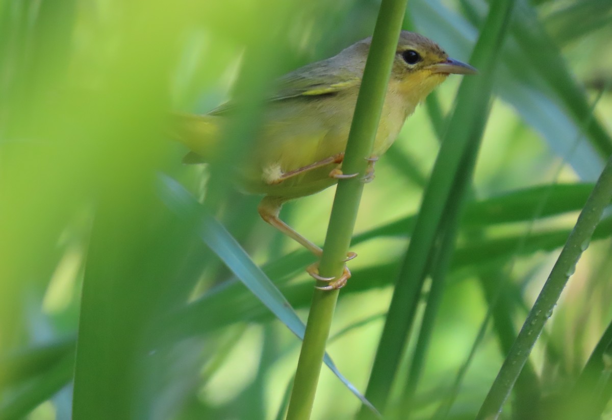 Masked Yellowthroat - ML643101484