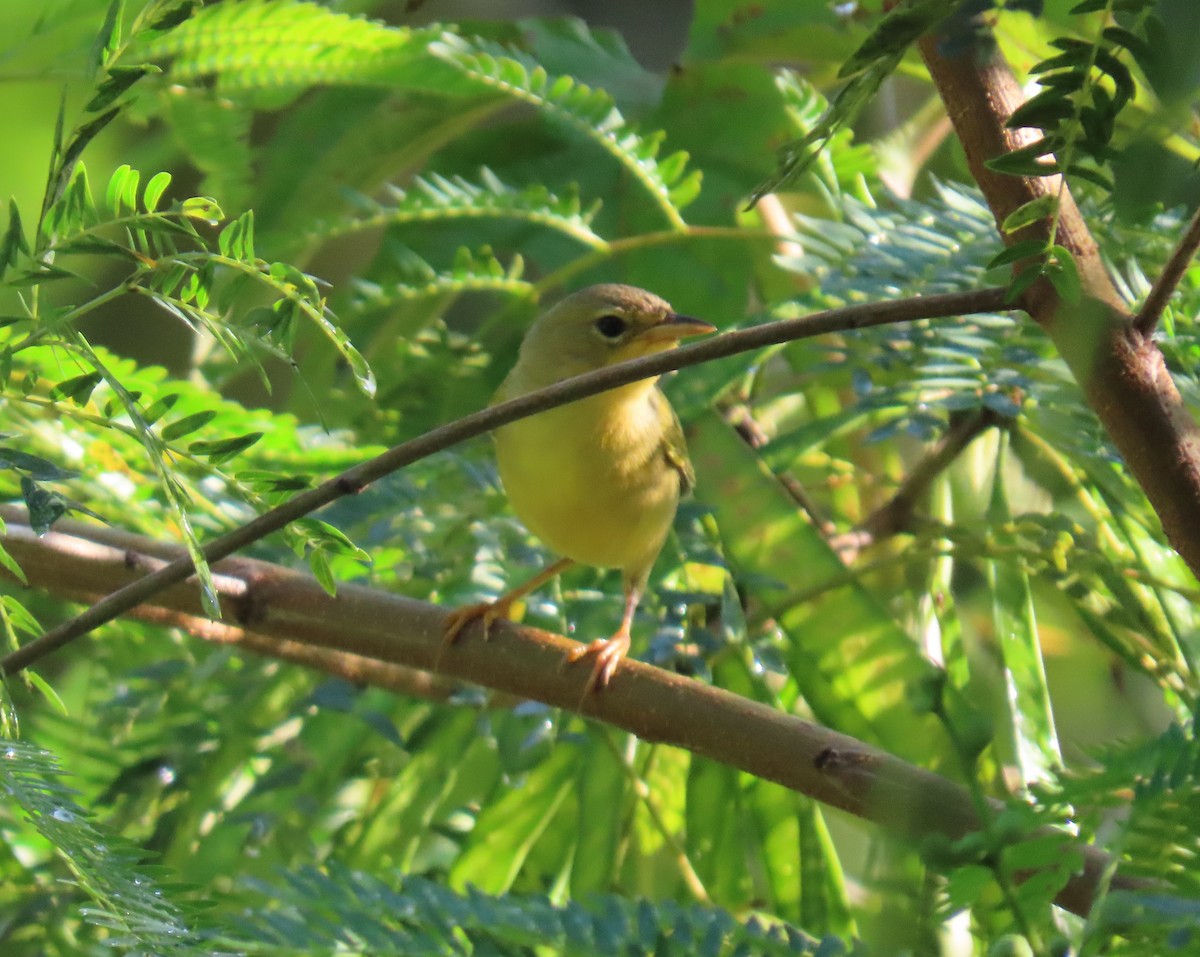 Masked Yellowthroat - ML643101486
