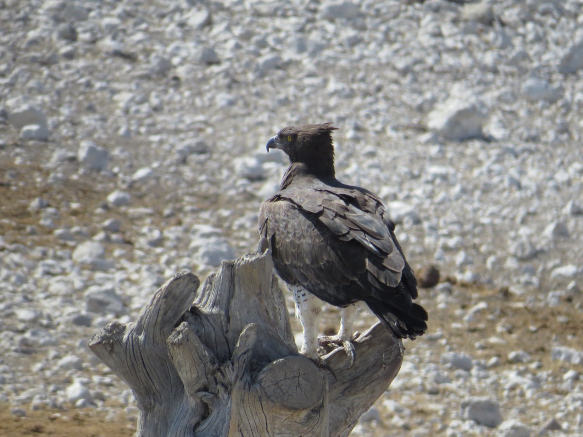 Martial Eagle - ML643101531
