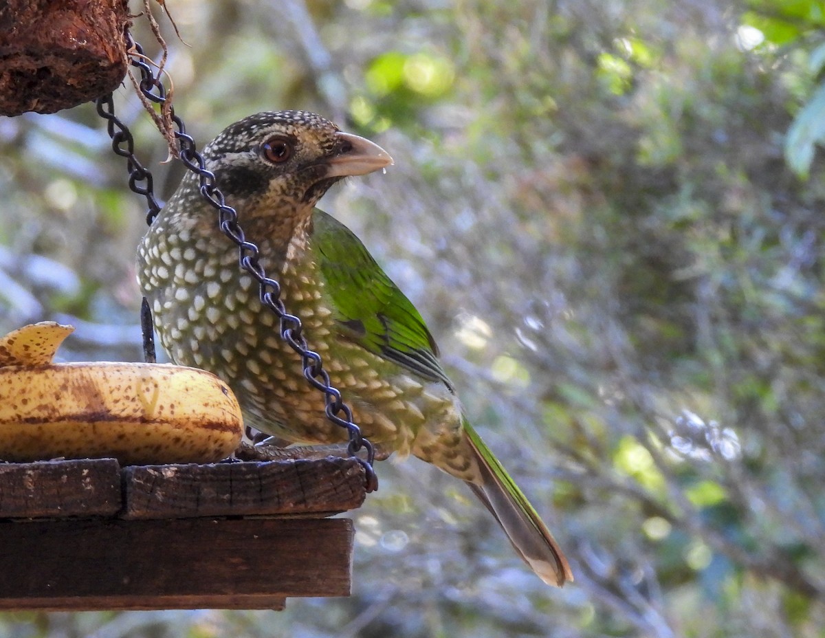 Spotted Catbird - ML643101533