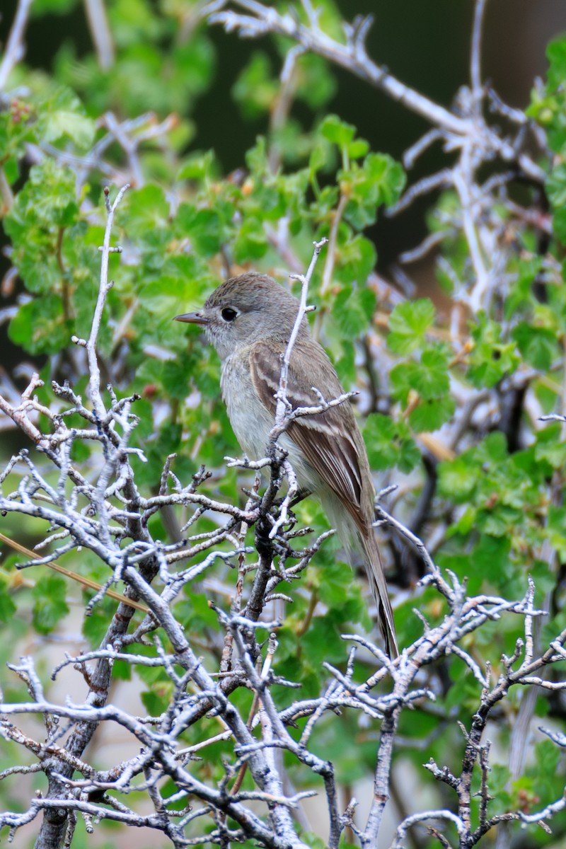 Dusky Flycatcher - ML643101552