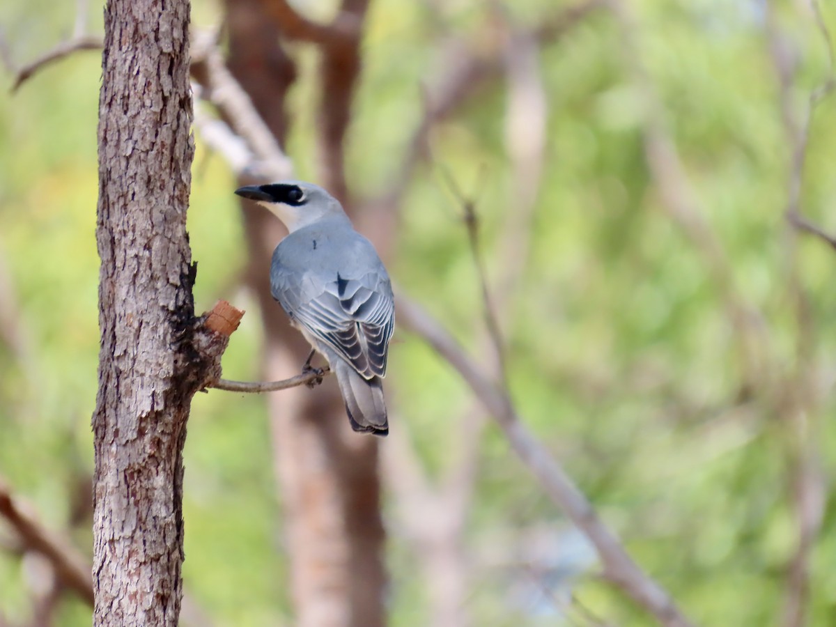 White-bellied Cuckooshrike - ML643101553