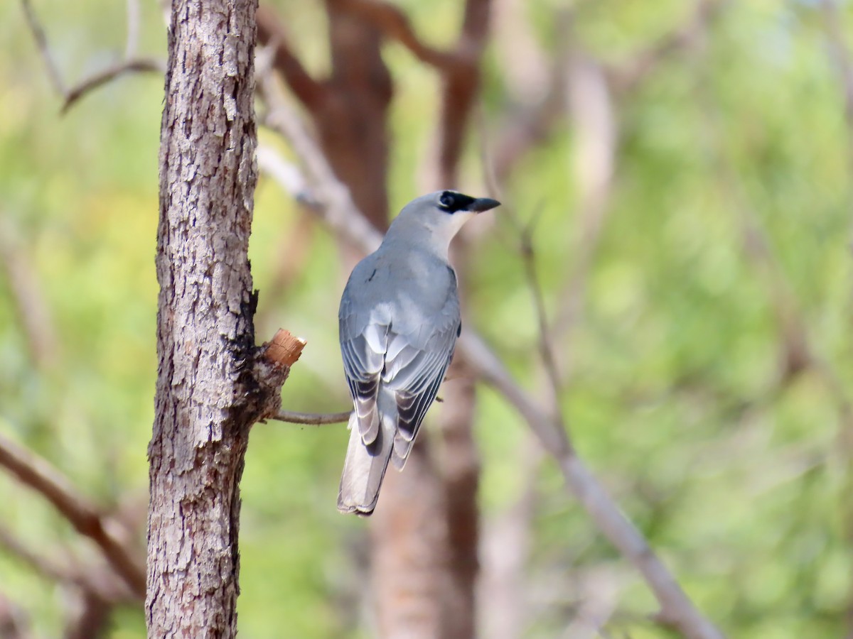White-bellied Cuckooshrike - ML643101554