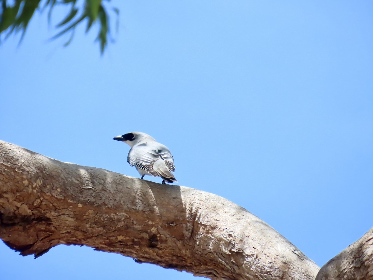 White-bellied Cuckooshrike - ML643101555