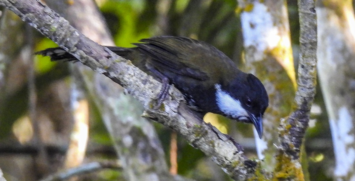 Eastern Whipbird - ML643101557