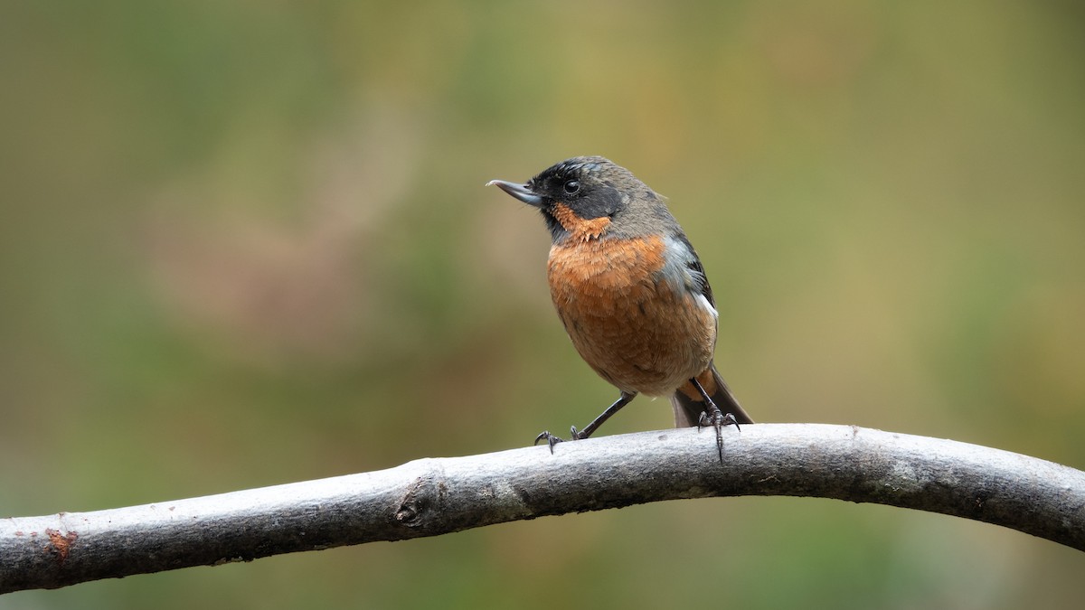 Black-throated Flowerpiercer - ML643101558