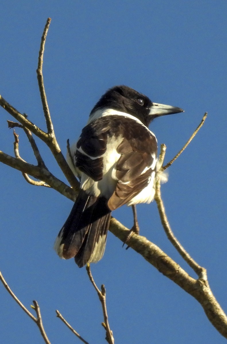 Pied Butcherbird - ML643101561