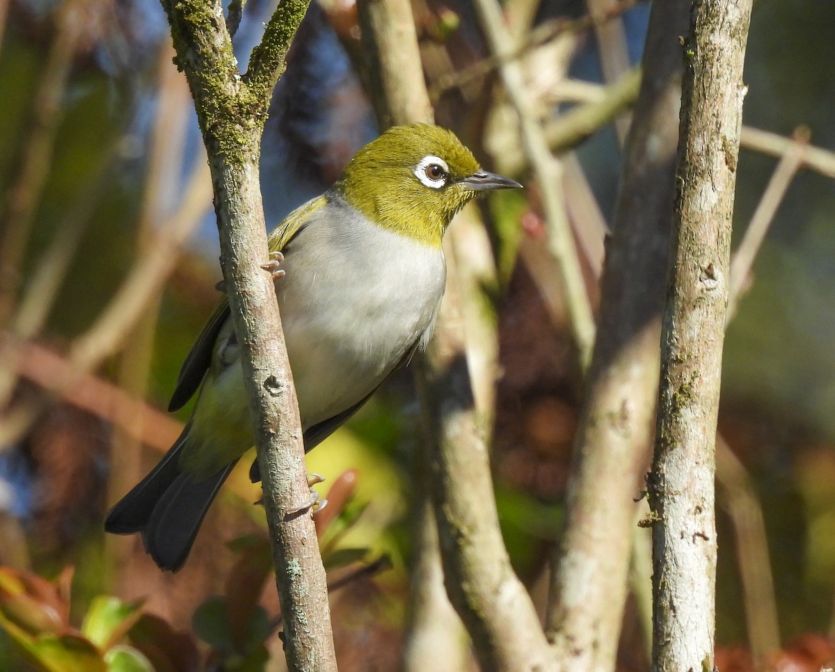 Silvereye - ML643101567