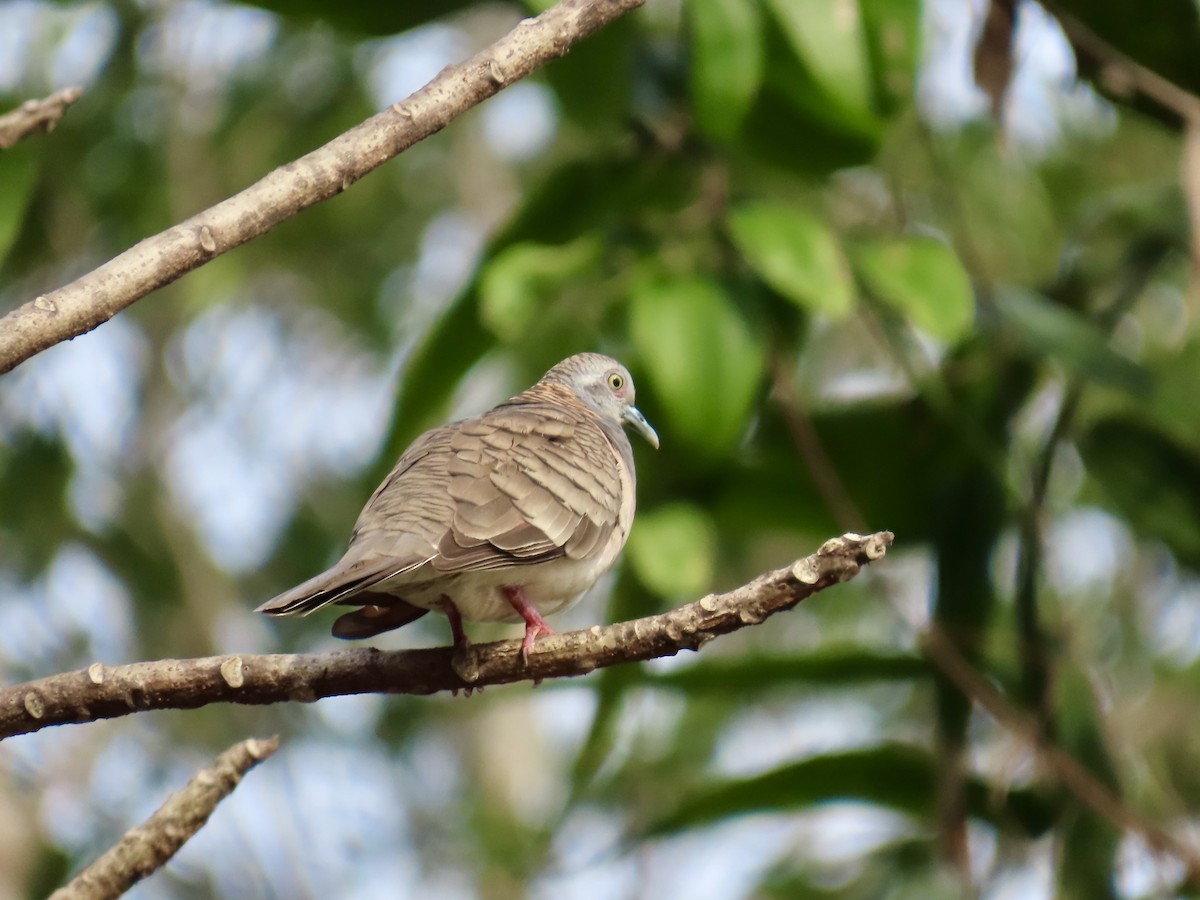 Bar-shouldered Dove - ML643101578