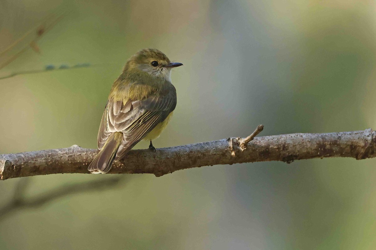 Lemon-bellied Flyrobin - ML643101593