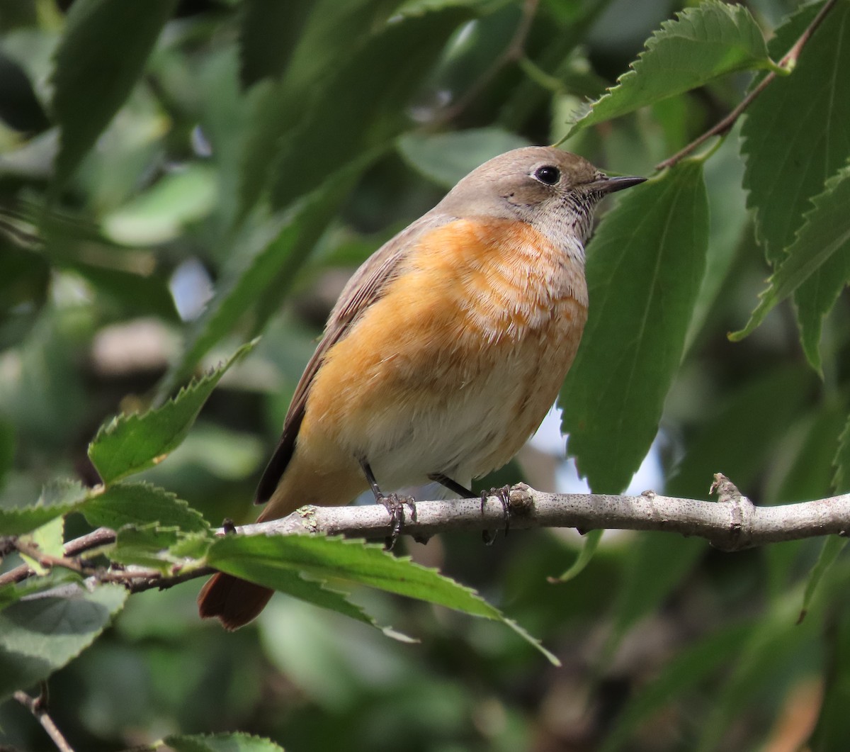 Common Redstart - ML643101620