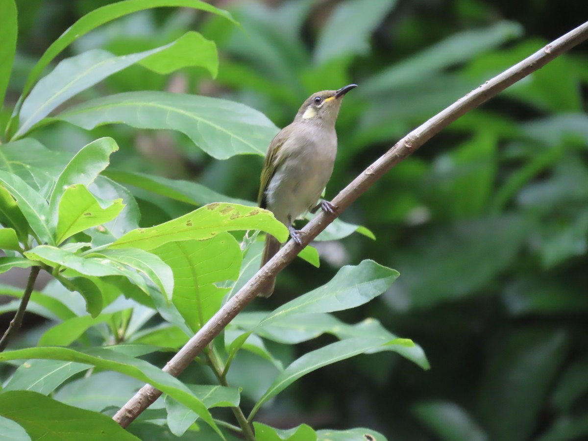 Graceful Honeyeater - ML643101622