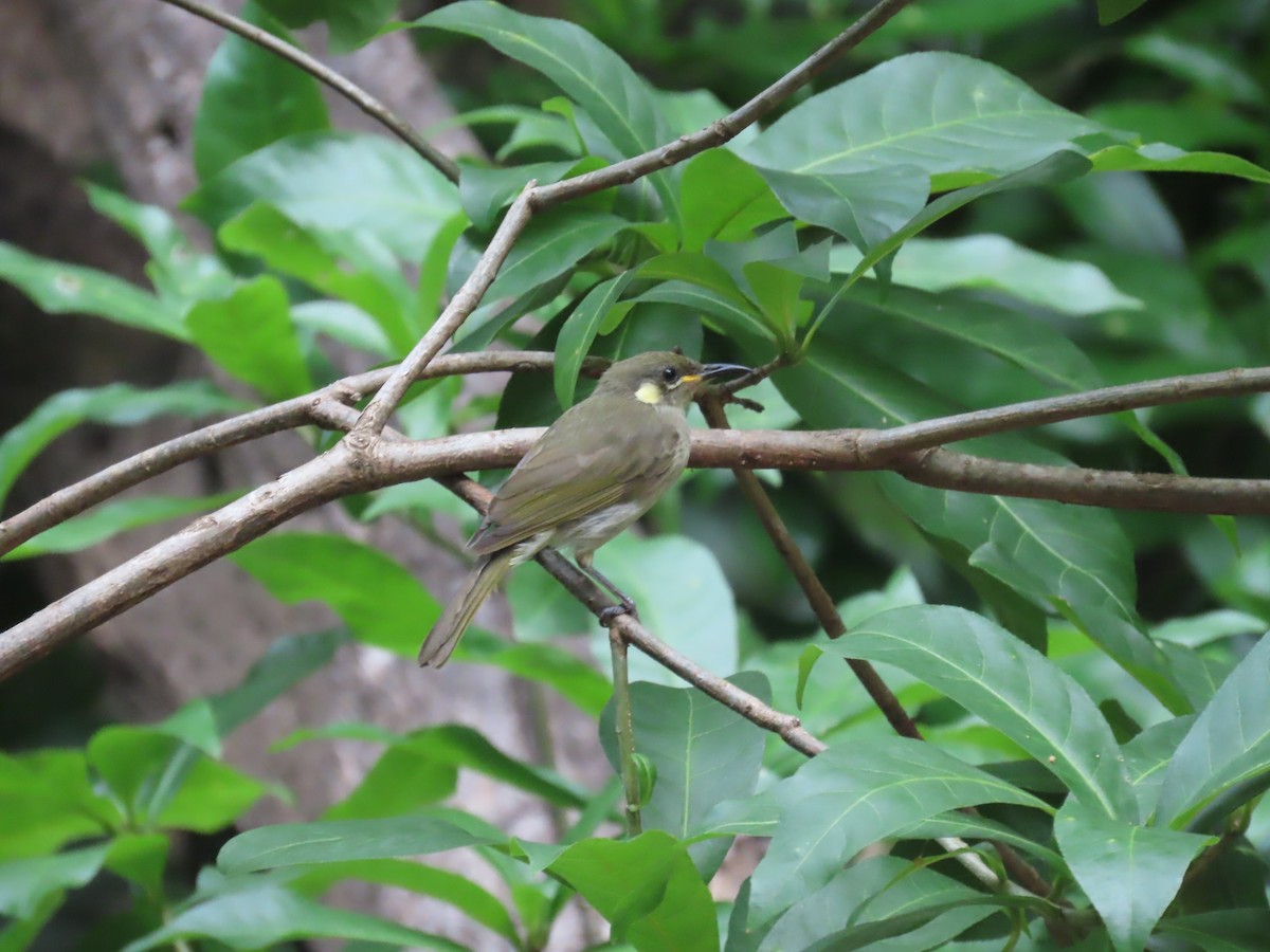 Graceful Honeyeater - ML643101623