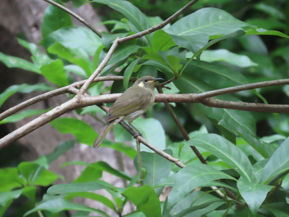 Graceful Honeyeater - ML643101624