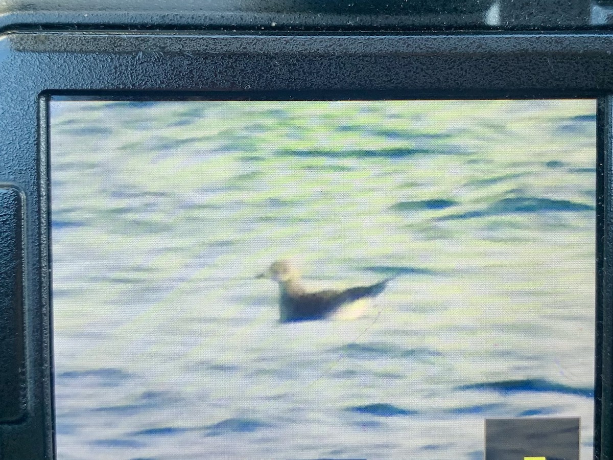 Sabine's Gull - ML643101635