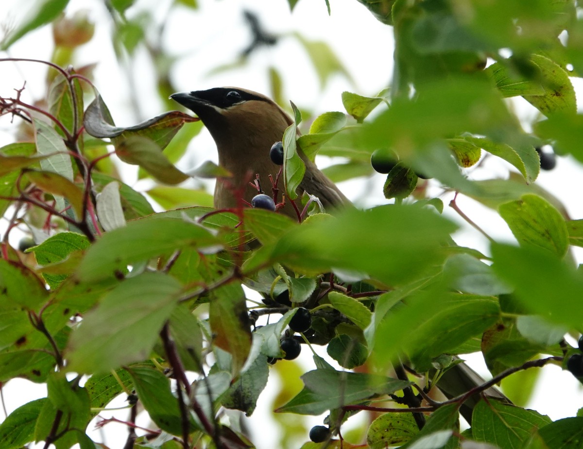 Cedar Waxwing - ML643101648