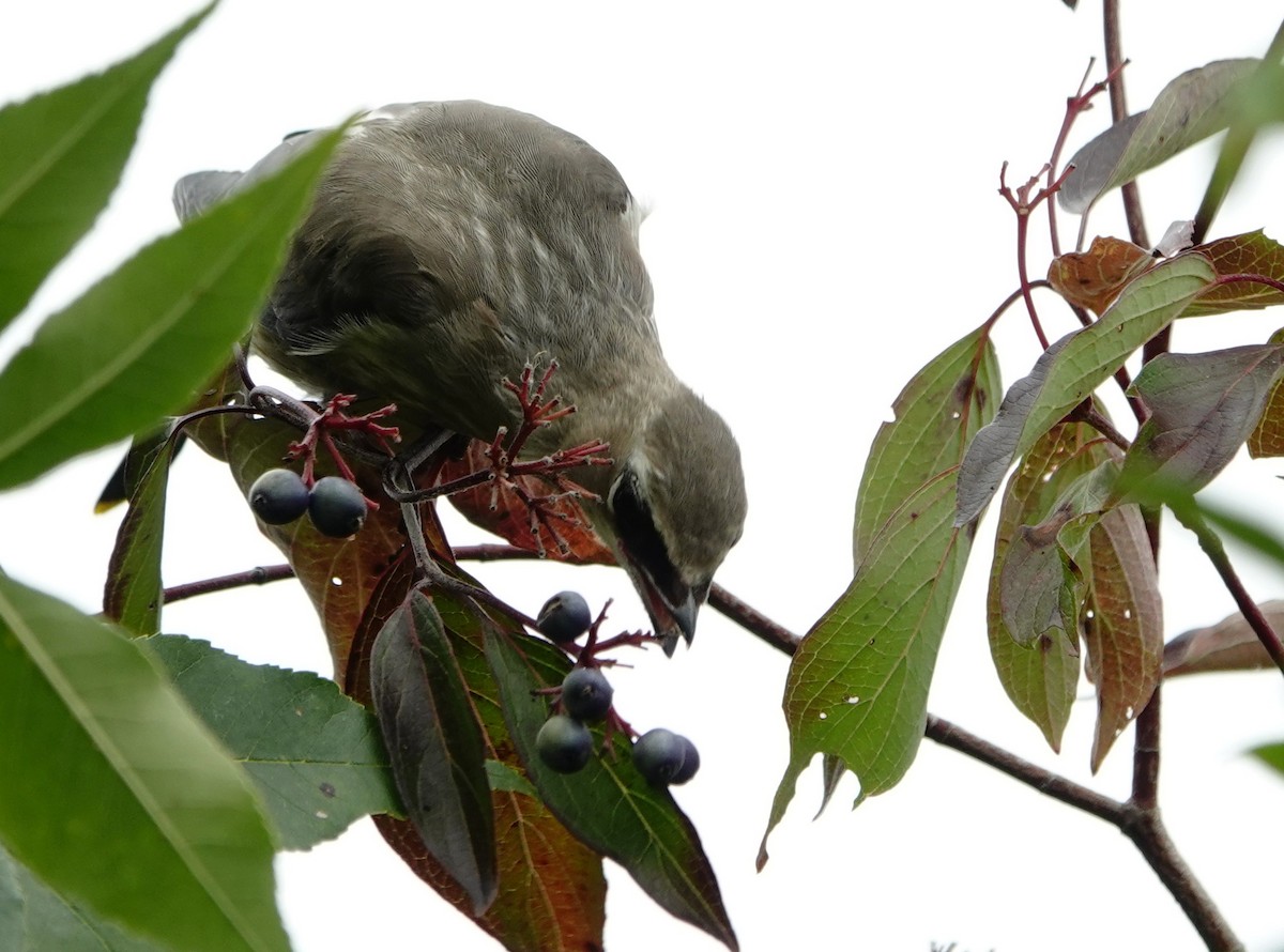 Cedar Waxwing - ML643101659