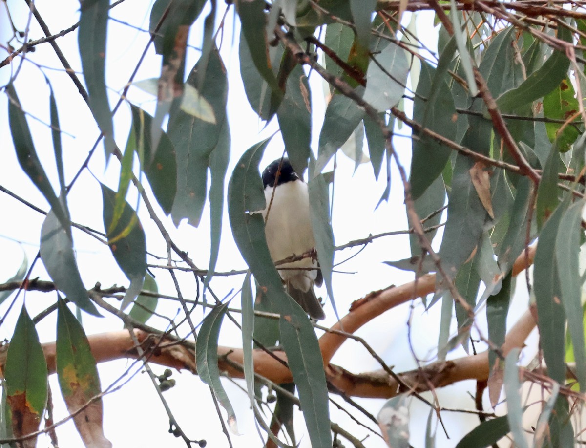 White-naped Honeyeater - ML643101664