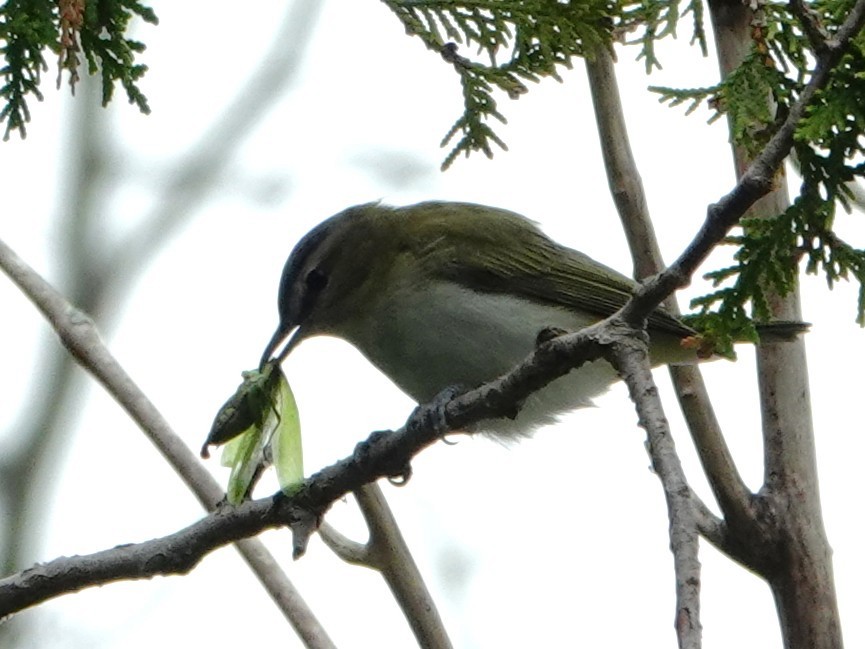 Red-eyed Vireo - ML643101671