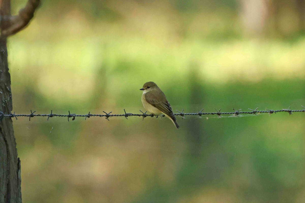 Lemon-bellied Flyrobin - ML643101673