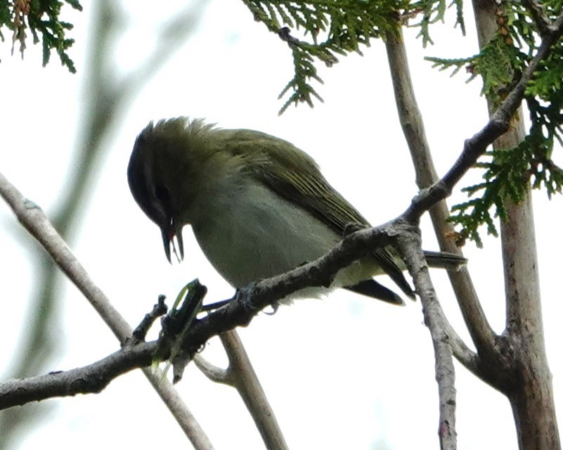 Red-eyed Vireo - ML643101687
