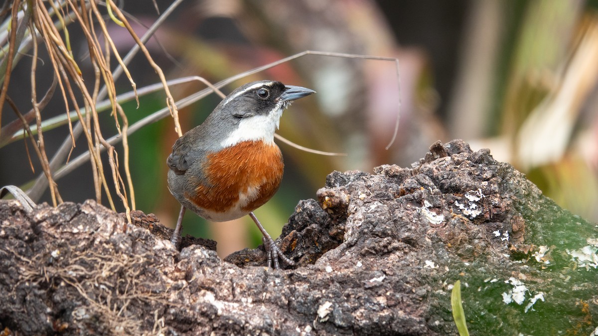 Chestnut-breasted Mountain Finch - ML643101688