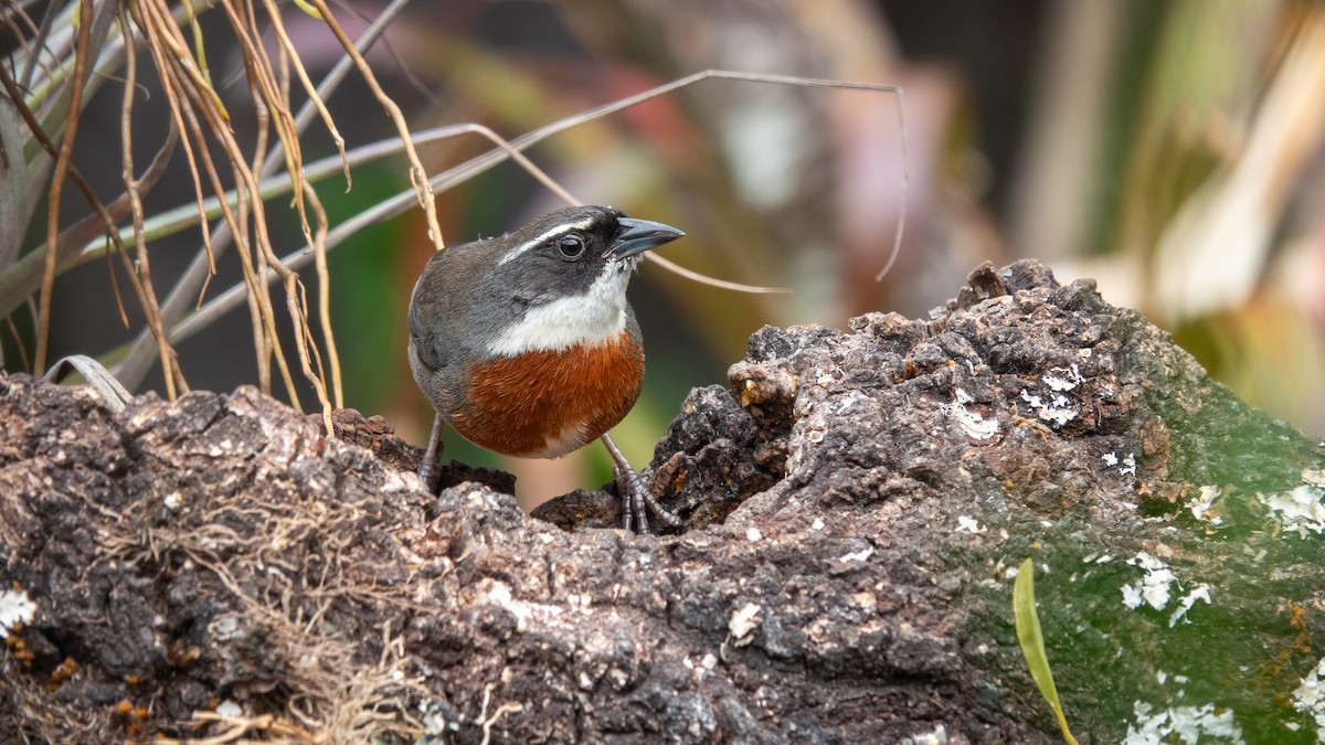 Chestnut-breasted Mountain Finch - ML643101689