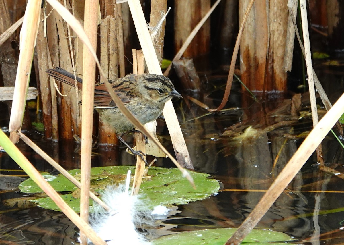 Swamp Sparrow - ML643101706