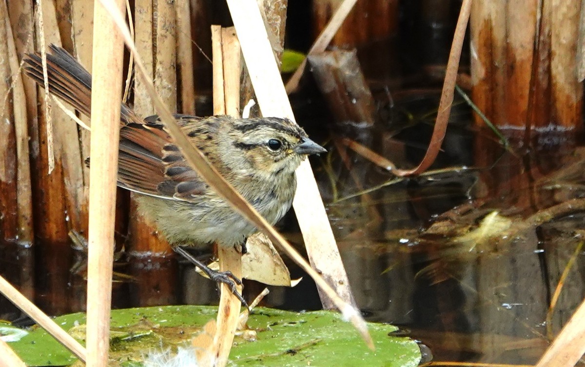 Swamp Sparrow - ML643101709