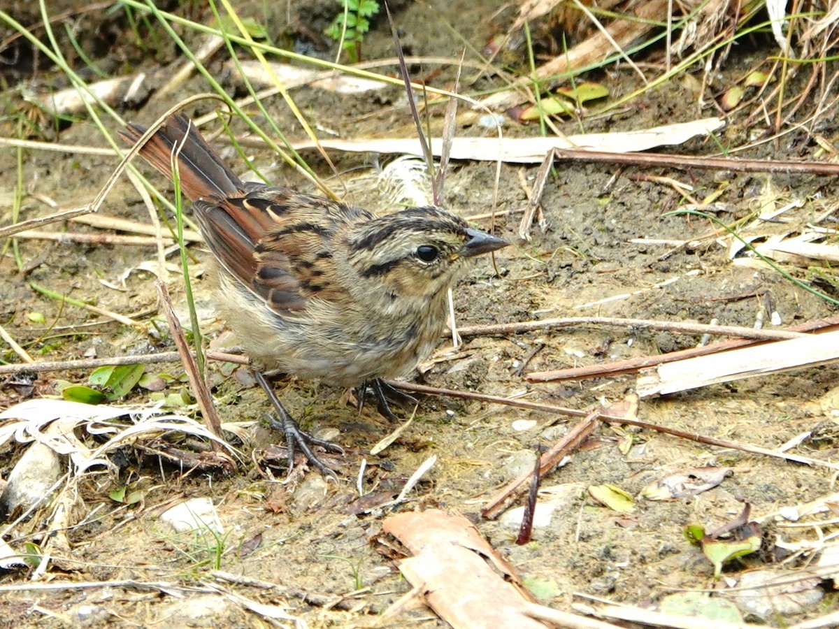 Swamp Sparrow - ML643101710