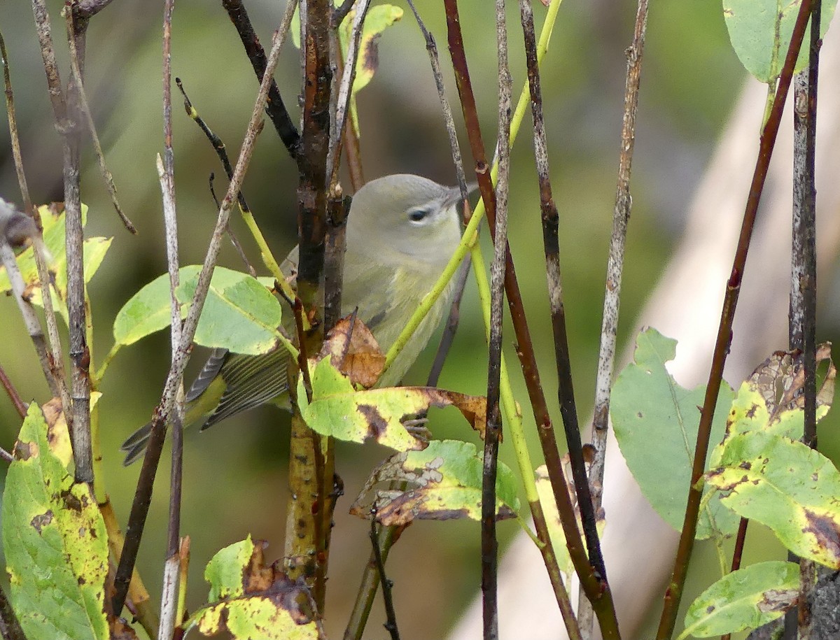 Orange-crowned Warbler - ML643101714