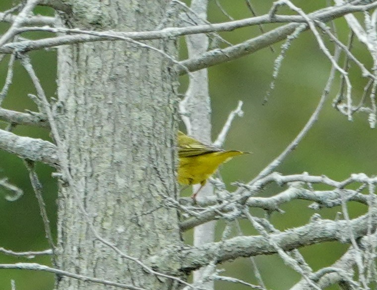 Yellow Warbler - ML643101715