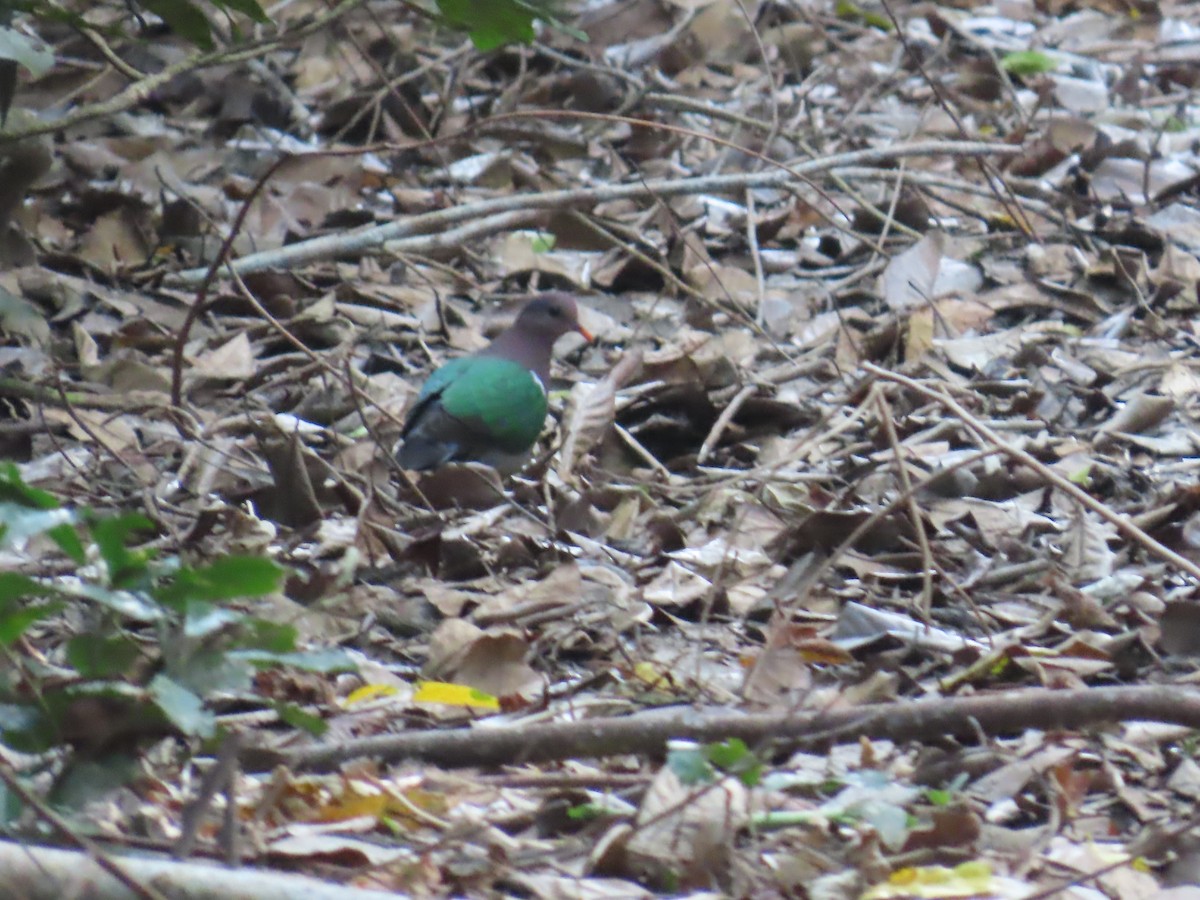Pacific Emerald Dove - ML643101722