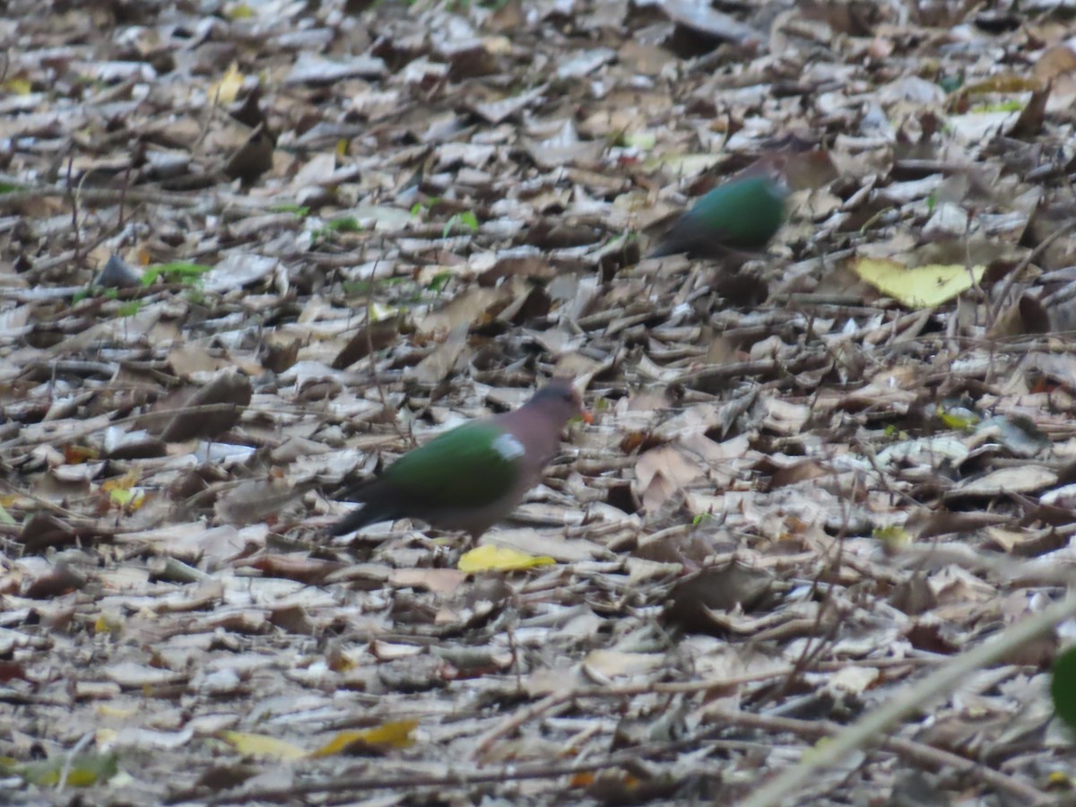 Pacific Emerald Dove - ML643101723