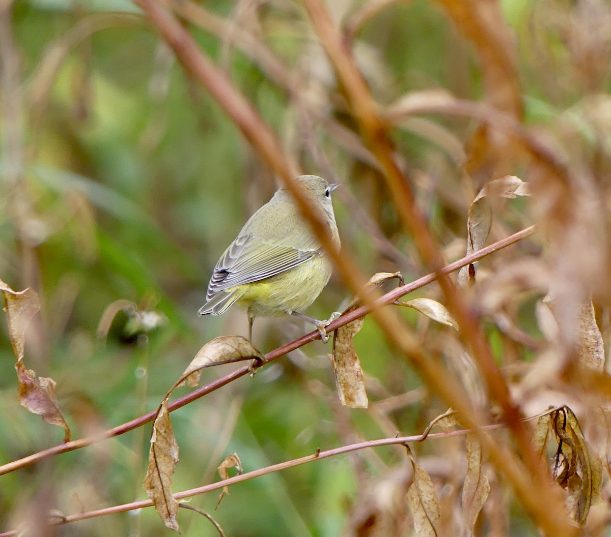 Orange-crowned Warbler - ML643101726