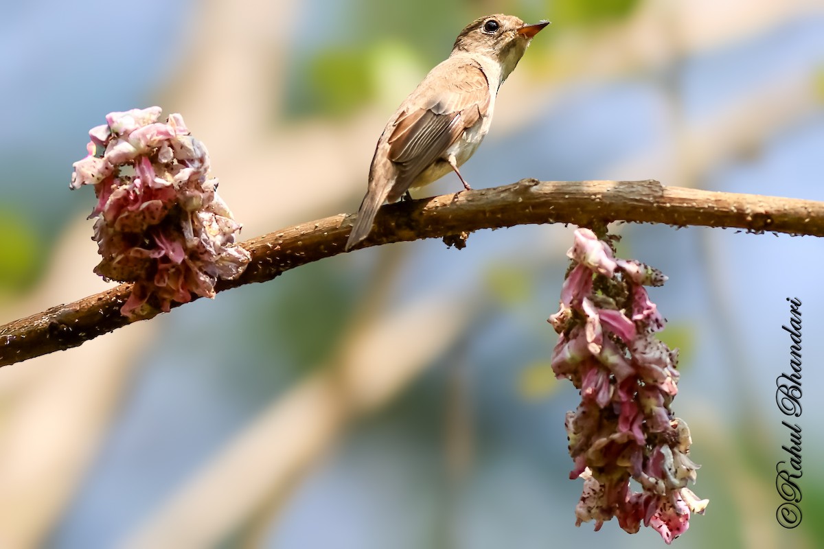 Asian Brown Flycatcher - ML643101742