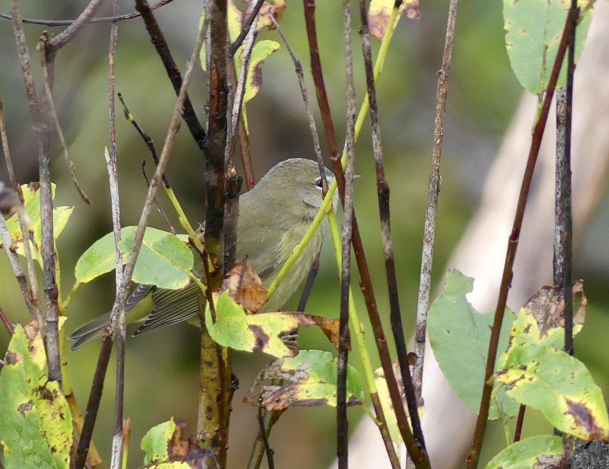 Orange-crowned Warbler - ML643101743