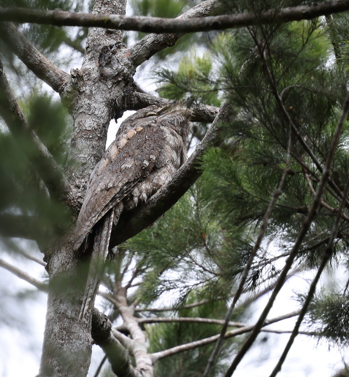 Papuan Frogmouth - ML643101758
