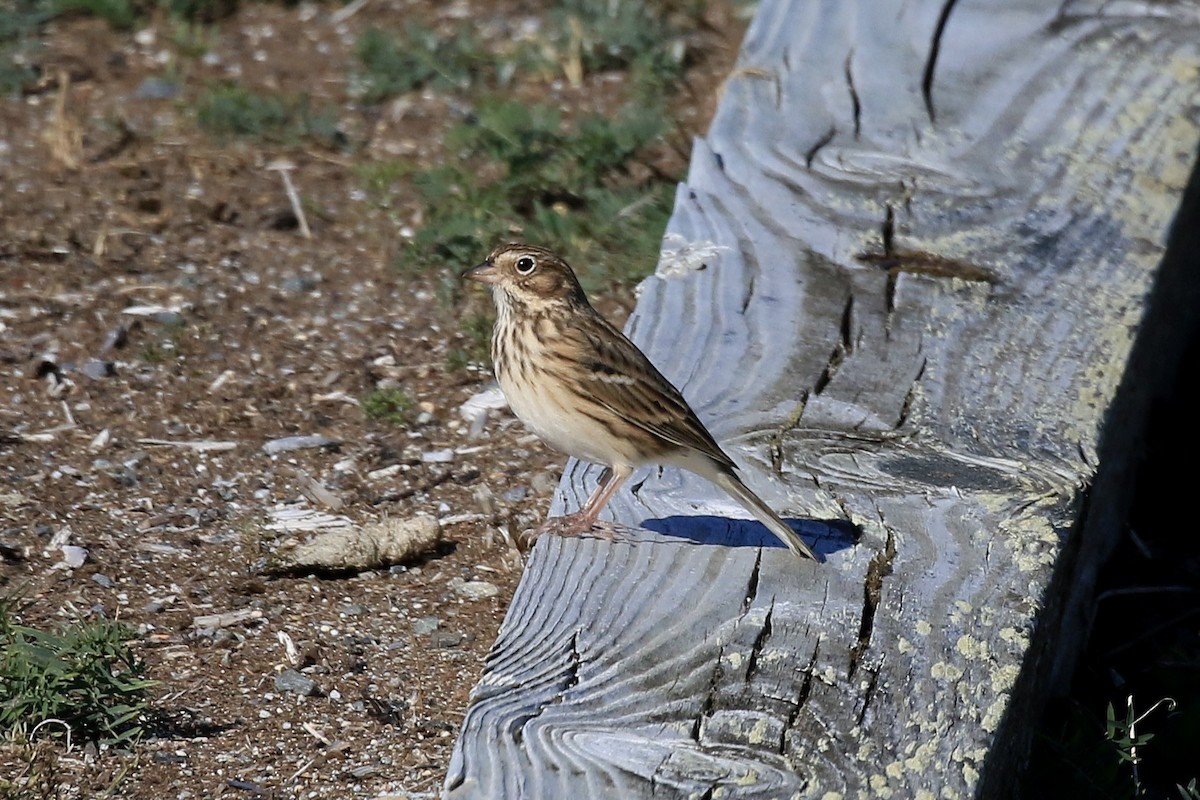 Vesper Sparrow - ML643101762
