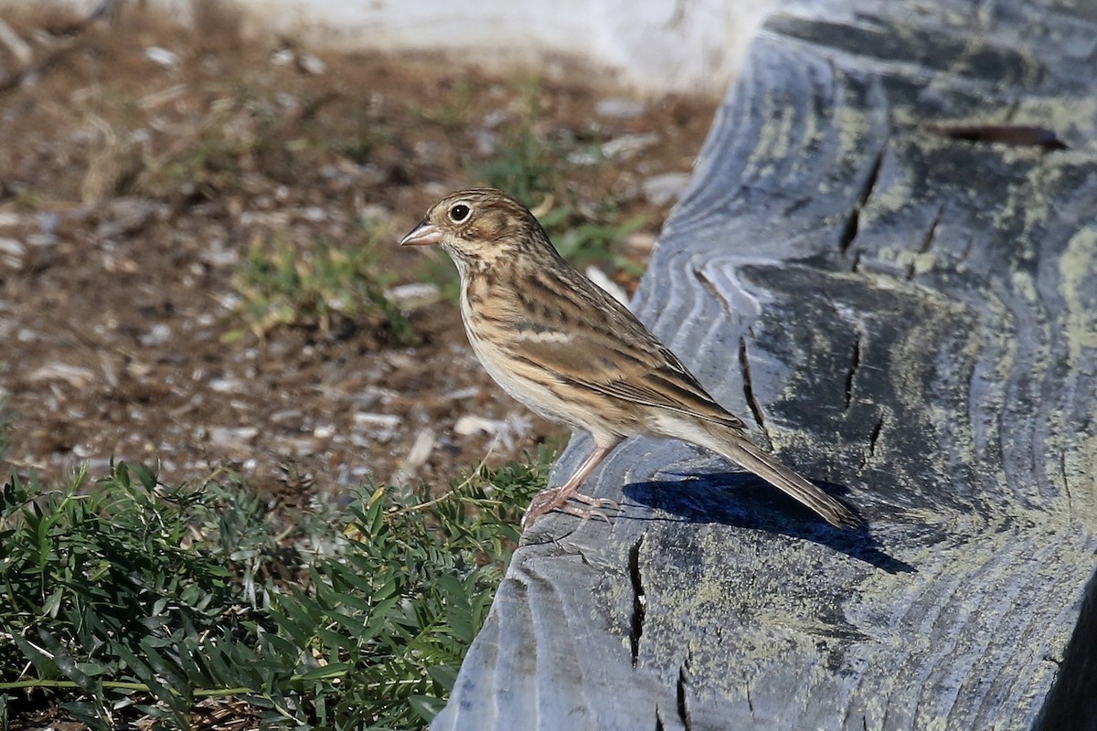 Vesper Sparrow - ML643101763