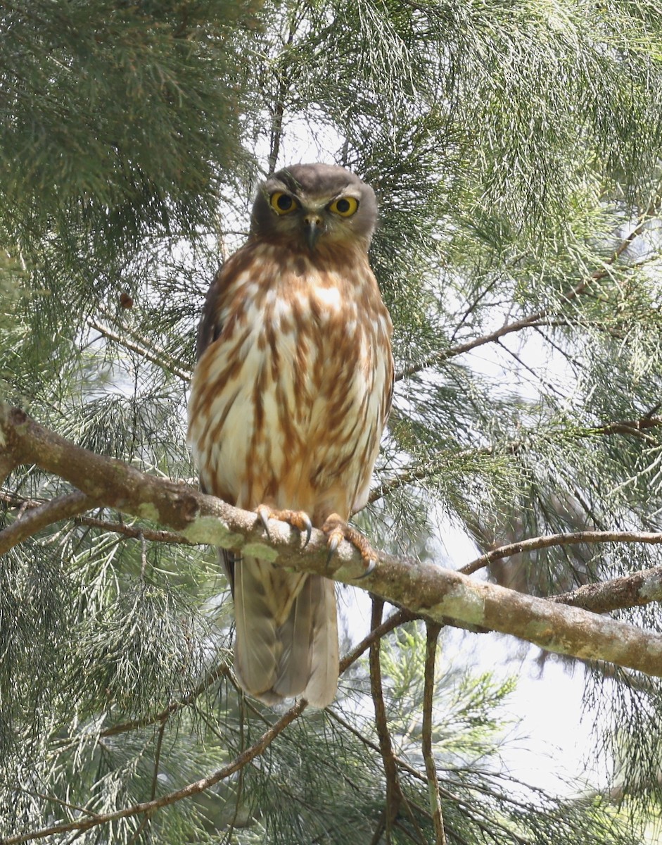 Barking Owl - ML643101782