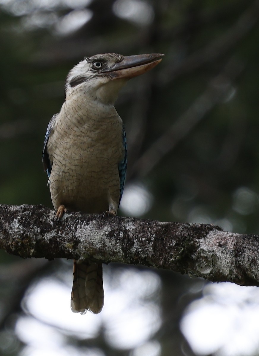 Blue-winged Kookaburra - ML643101796