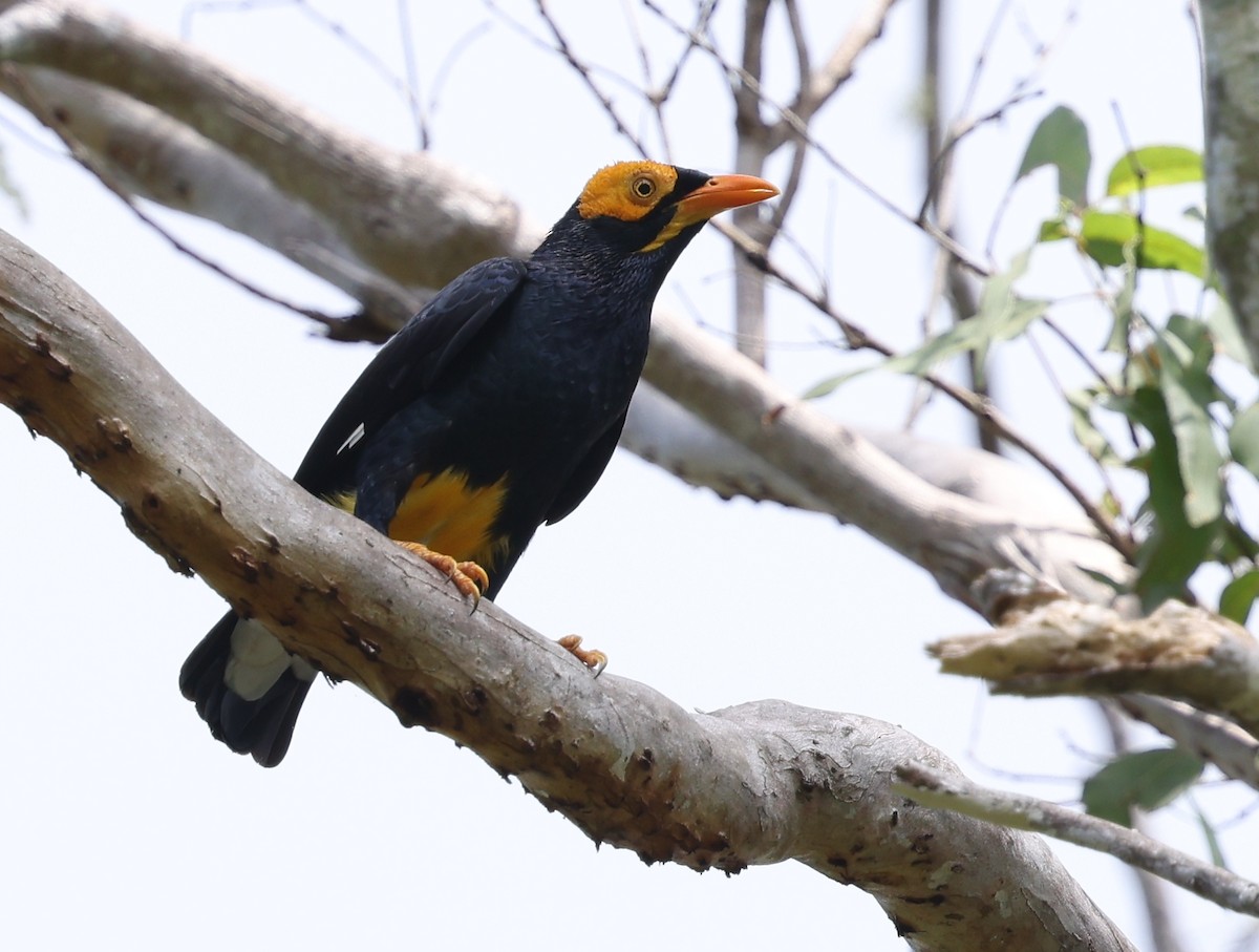 Yellow-faced Myna - ML643101802