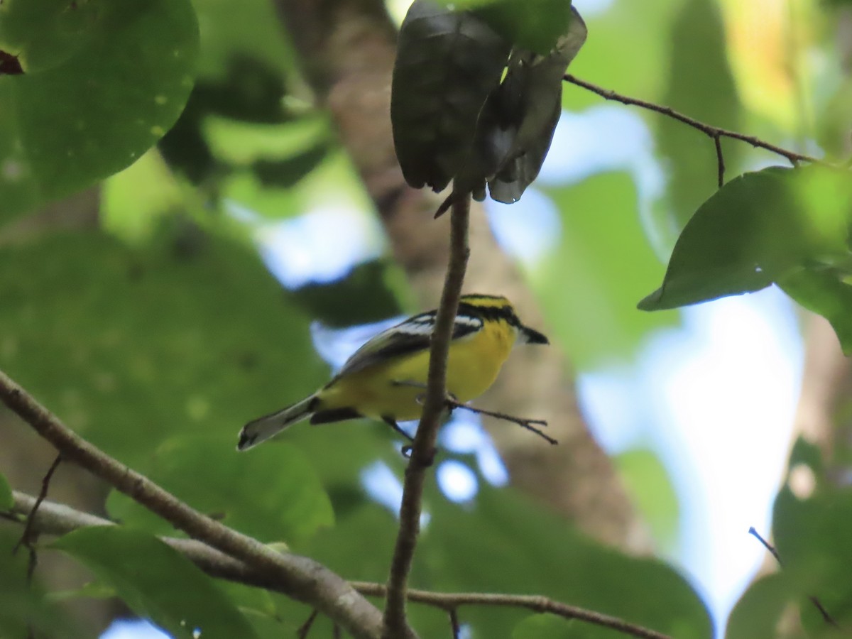 Yellow-breasted Boatbill - ML643101833