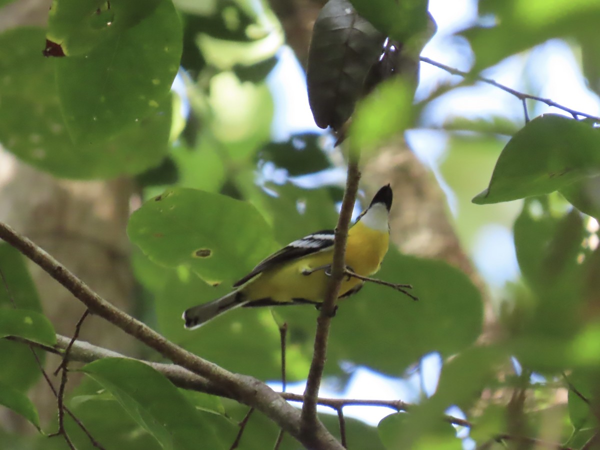 Yellow-breasted Boatbill - ML643101834