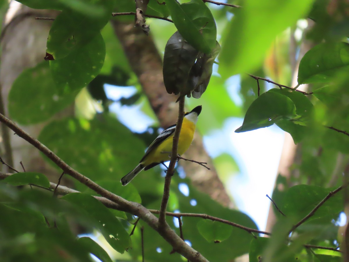 Yellow-breasted Boatbill - ML643101835